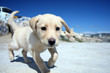 puppy labrador 