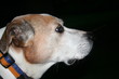 Old Dog