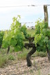 vignes château de France