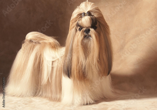 chien shih tzu