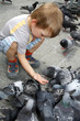 Boy is feeding the birds