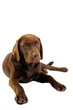 Labrador Puppy Lying Down against White Background