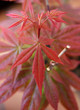 erable du japon-acer erable du japon-acer