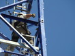 grue