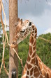 Photo: long neck giraffe long neck giraffe