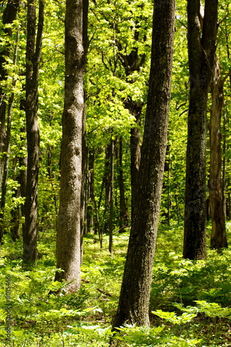 Photo: Forêt Forêt