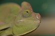 le caméléon curieux le caméléon curieux