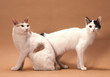 chat Bobtail Japonais