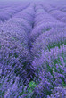 Lavender field