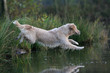 chien plongeant chien plongeant