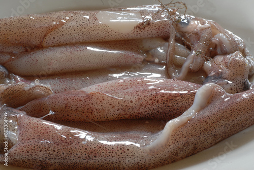 calamari