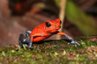 Erdbeerfrosch
