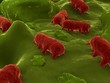 salmonellen