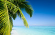 Strand mit Palmen