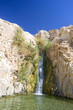 oasis