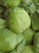 early cabbages