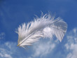 Feder im Wind