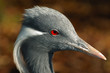 Retrato de Grulla Damisela (Antropoides virgo)