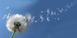 Illustration: Pusteblume Pusteblume