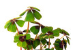 Glücksklee - four leafed clover 16