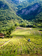 Vignes à Chignin en Savoie