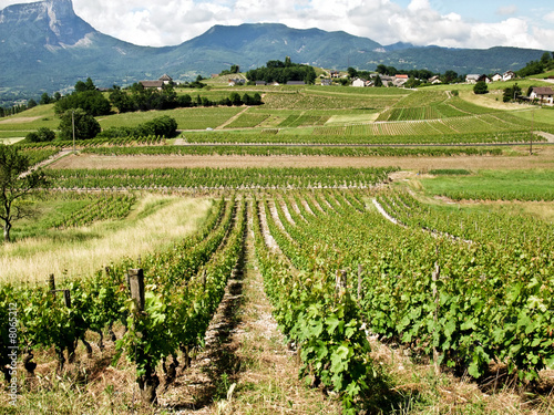 Photo: Vignes à Chignin en Savoie Vignes à Chignin en Savoie