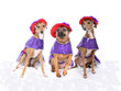 3 dogs wearing red and purple hats and dresses.