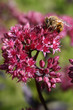 Busy Bee