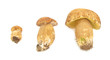 Boletus edulis porcini King Bolete