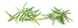 Rosemary fresh