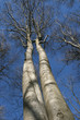 Beech and blue sky 3 Beech and blue sky 3