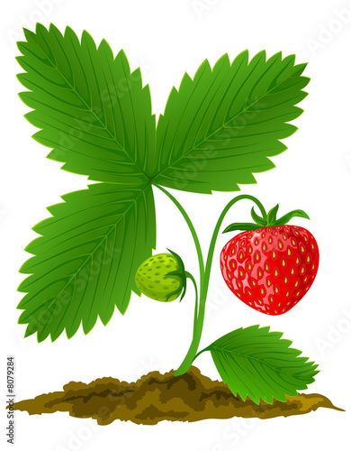 red strawberry fruit with green leafs vector illustration