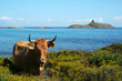 vache se reposant