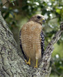 Red-Shouldered Hawk