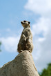 Meercat on a rock