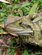 lizard