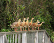 Plumed Whistling Ducks