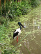 Black-necked Stork