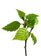 birch sprout