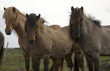 caballos3335