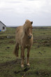 caballo3336