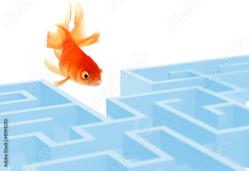 The Goldfish and the labyrinth