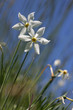 narcisse des poetes - pyrenees orientales