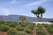 Olivier sur fond de Mont Ventoux