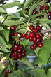Foto: cherries, tree,cherry cherries, tree,cherry
