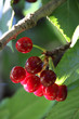 Foto: cherries, tree,cherry cherries, tree,cherry