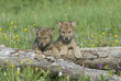 Wolf cubs Wolf cubs