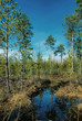 taiga by springtime taiga by springtime