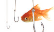 Scared Fish