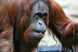 singe se nourissant